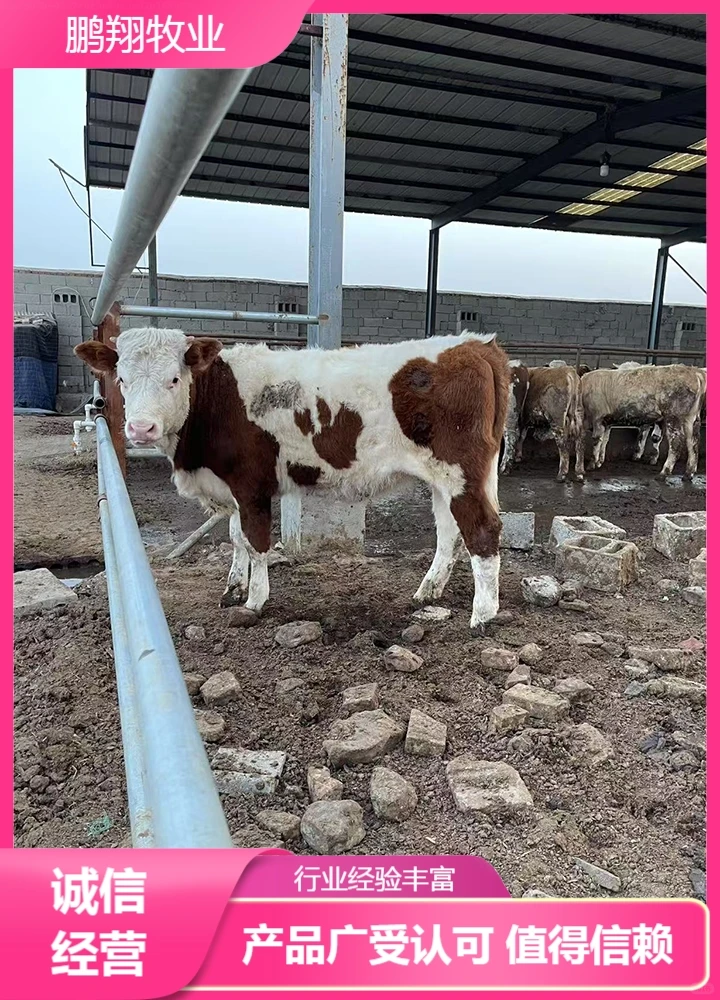 鹏翔牧业肉牛苗