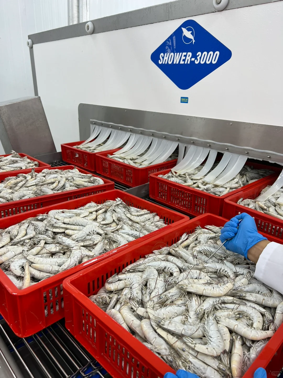 厄瓜多尔Crimasa对虾工厂考察