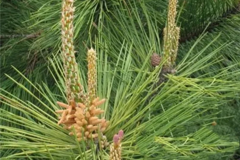 在农村就做这个加工厂,一年也挣十几万!