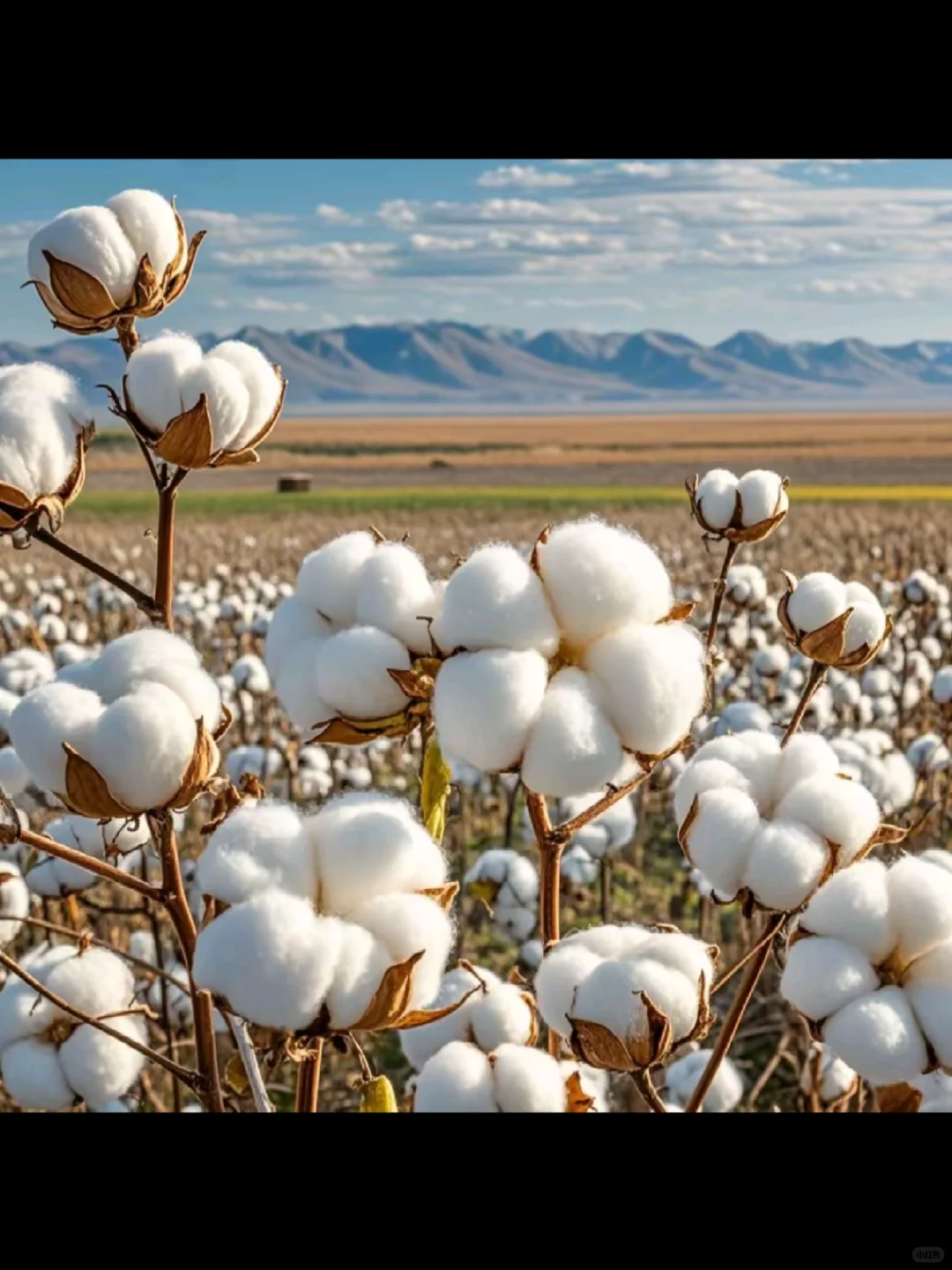 新疆棉花就是好