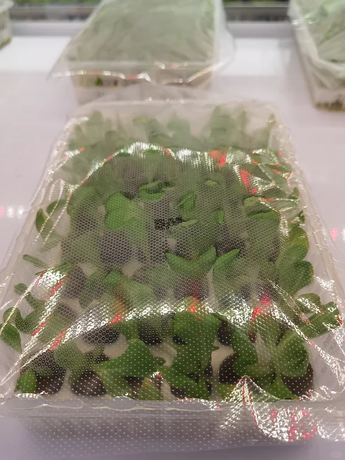 荷兰进口 热针打孔膜