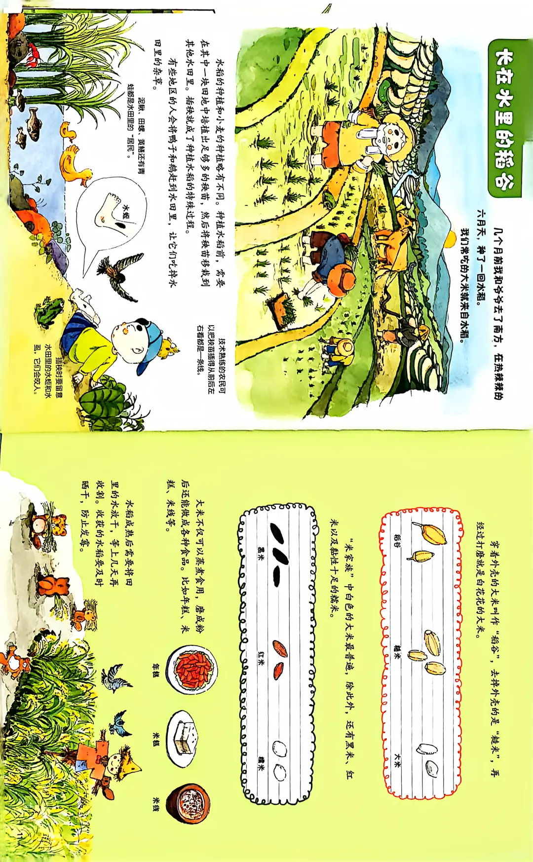 ?《丰收的粮食》大地来信藏着粮食的秘密