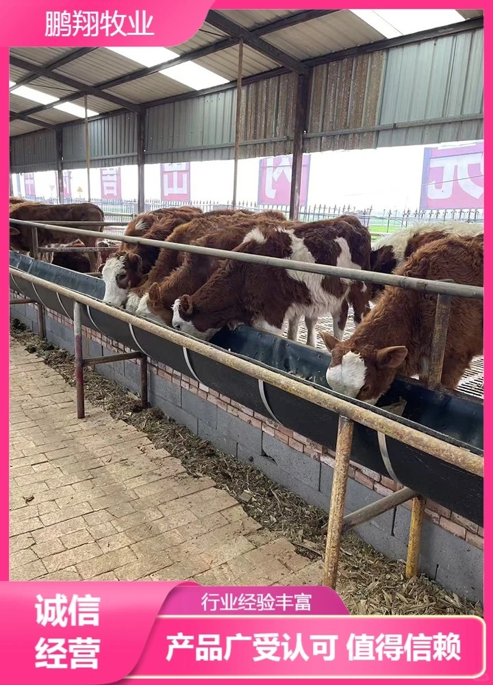 鹏翔牧业肉牛苗