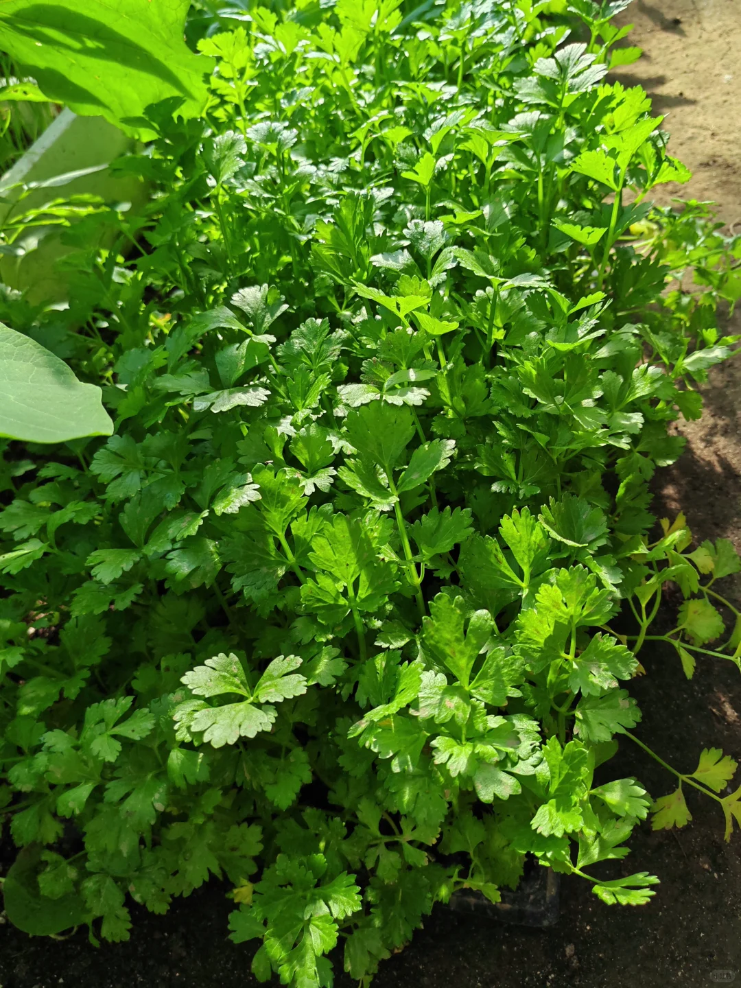 在温室大棚的感觉真的太好了!