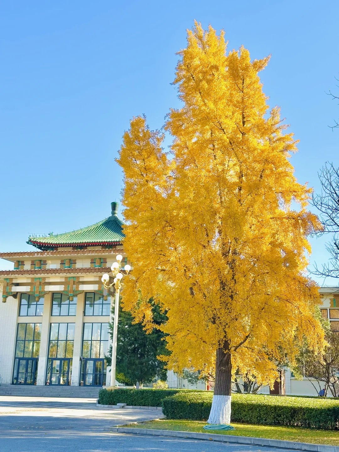 11.13实况｜天呐❗️农展馆银杏还美在巅峰‼️