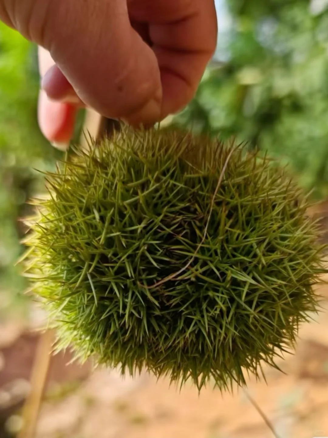 谁懂啊！在板栗树下捡秋，幸福感要溢出来了?