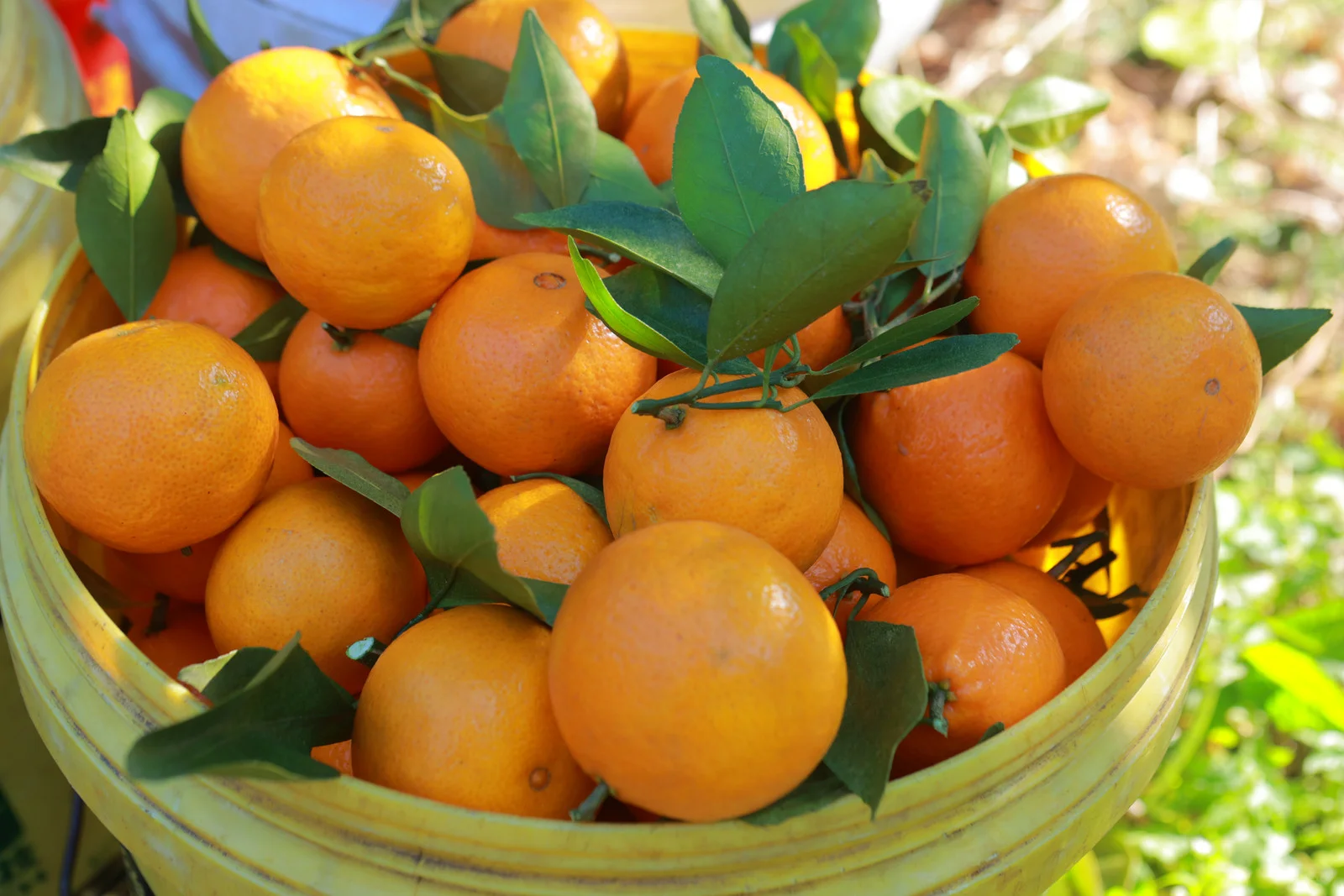 ? 直播助农,1小时卖出400斤皇帝柑!