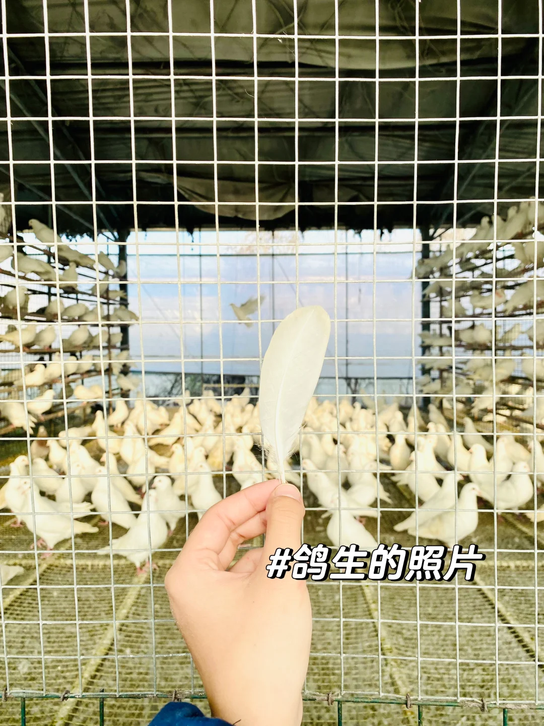 动医实习 | 动物医学女大学生鸽厂实习lv.1