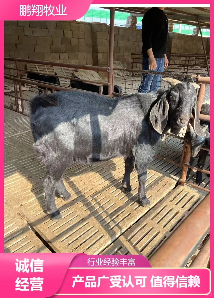 鹏翔牧业美国白山羊