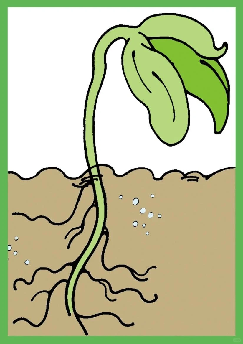 植物素材9-玉米、大豆成长周期序列卡