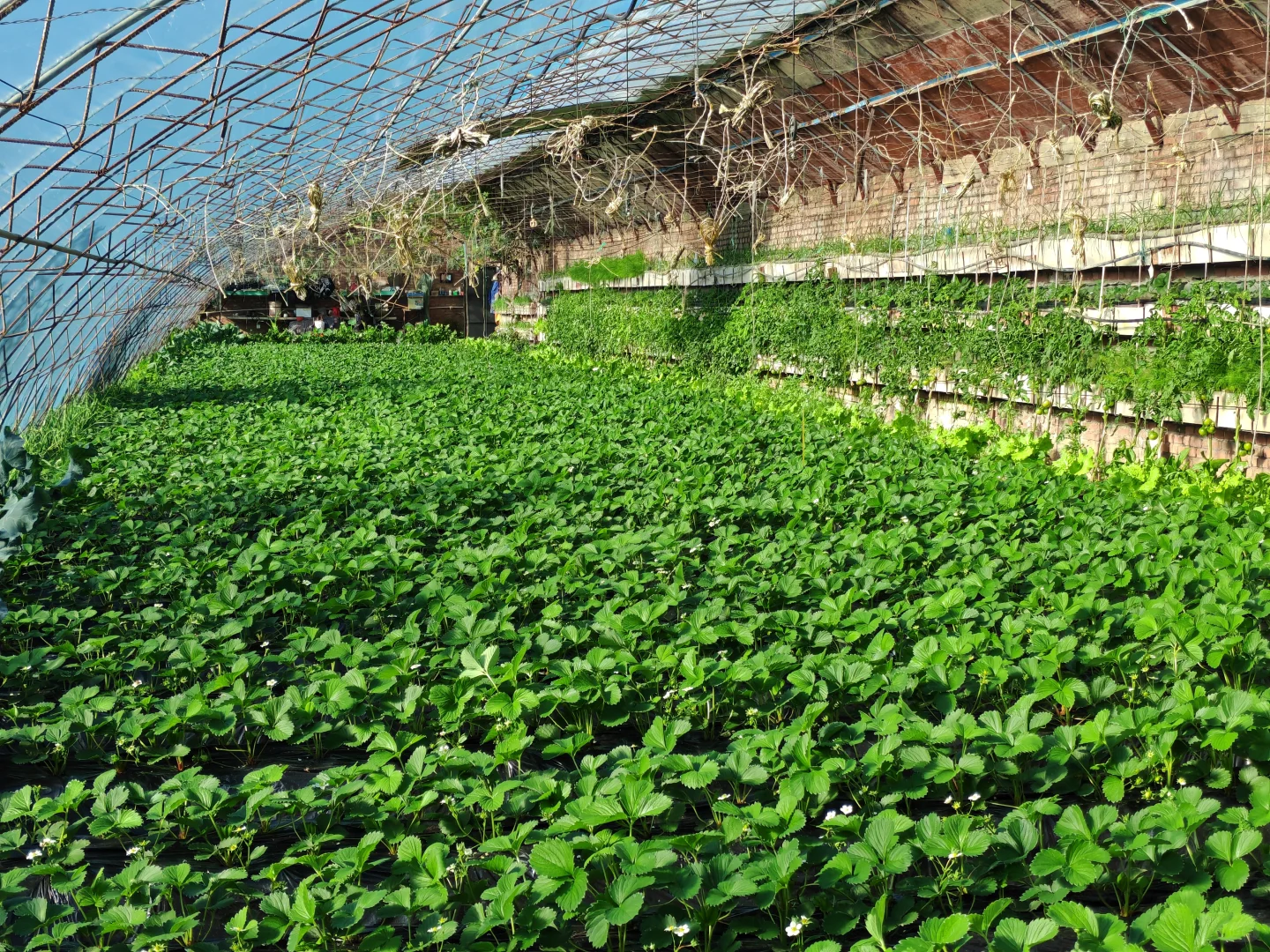 在温室大棚的感觉真的太好了!