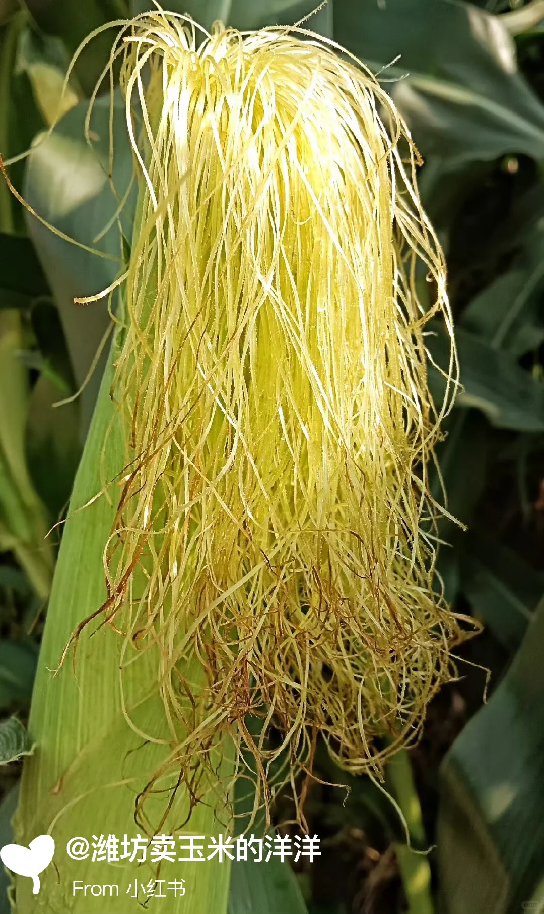 玉米有趣的冷知识，我敢说，大部分人不知道