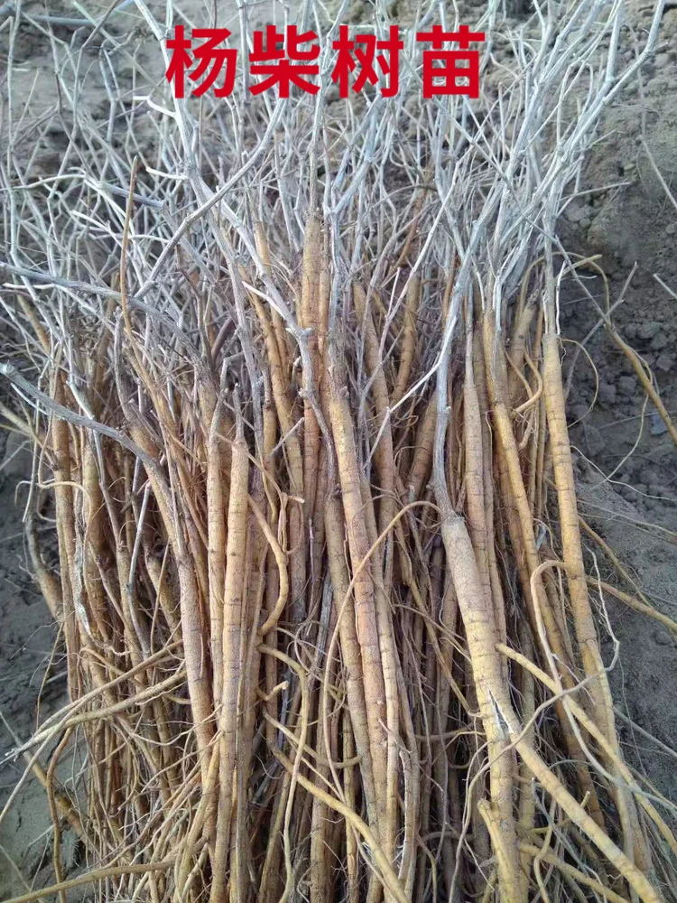 克孜勒一年生杨柴苗批发
