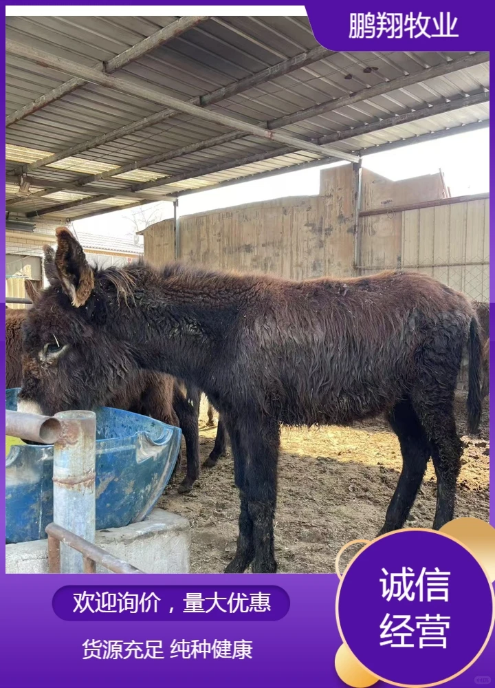 鹏翔牧业肉驴