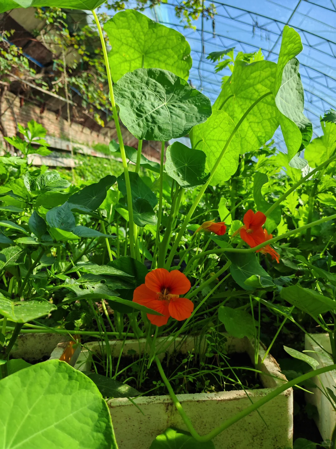 在温室大棚的感觉真的太好了!