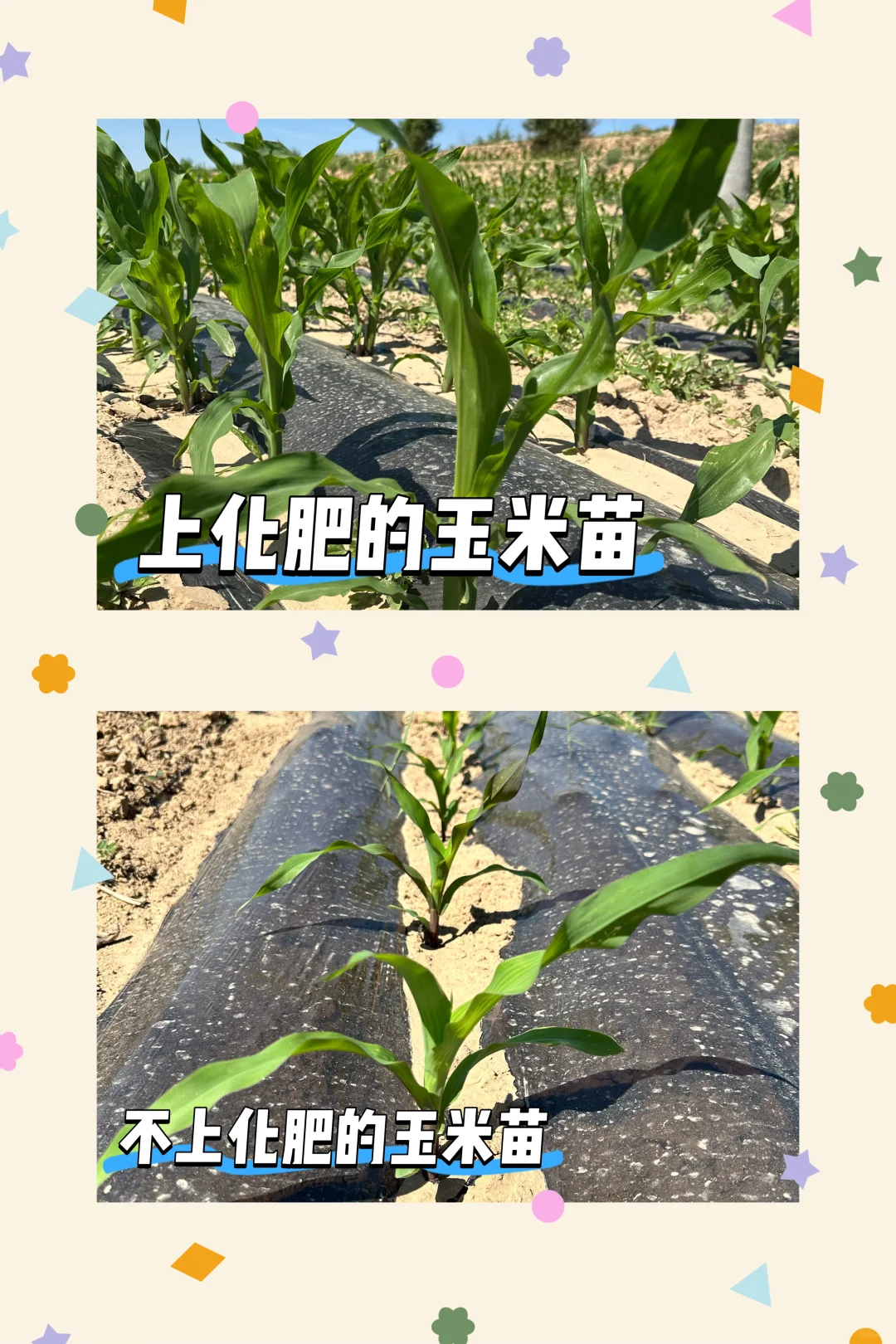 种地很累 但也很快乐?