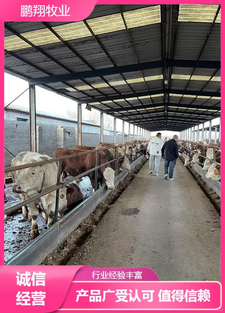 鹏翔牧业肉牛苗