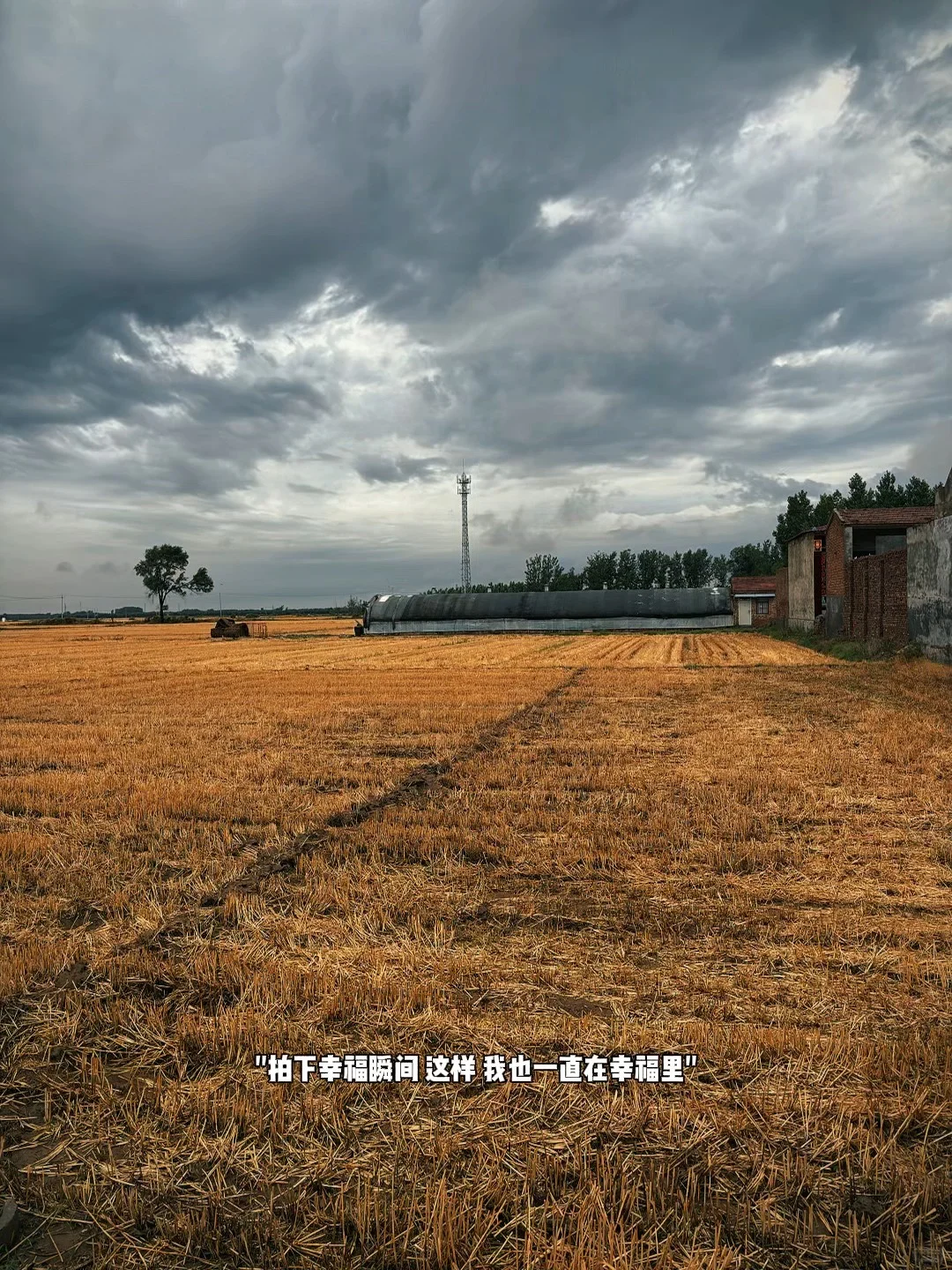 真正的水稻?丰收了