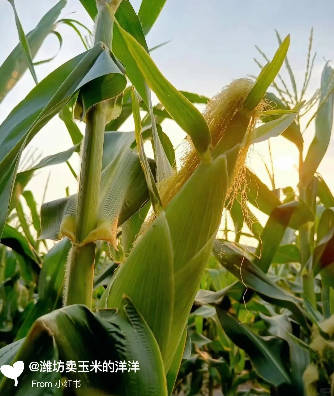 玉米有趣的冷知识，我敢说，大部分人不知道