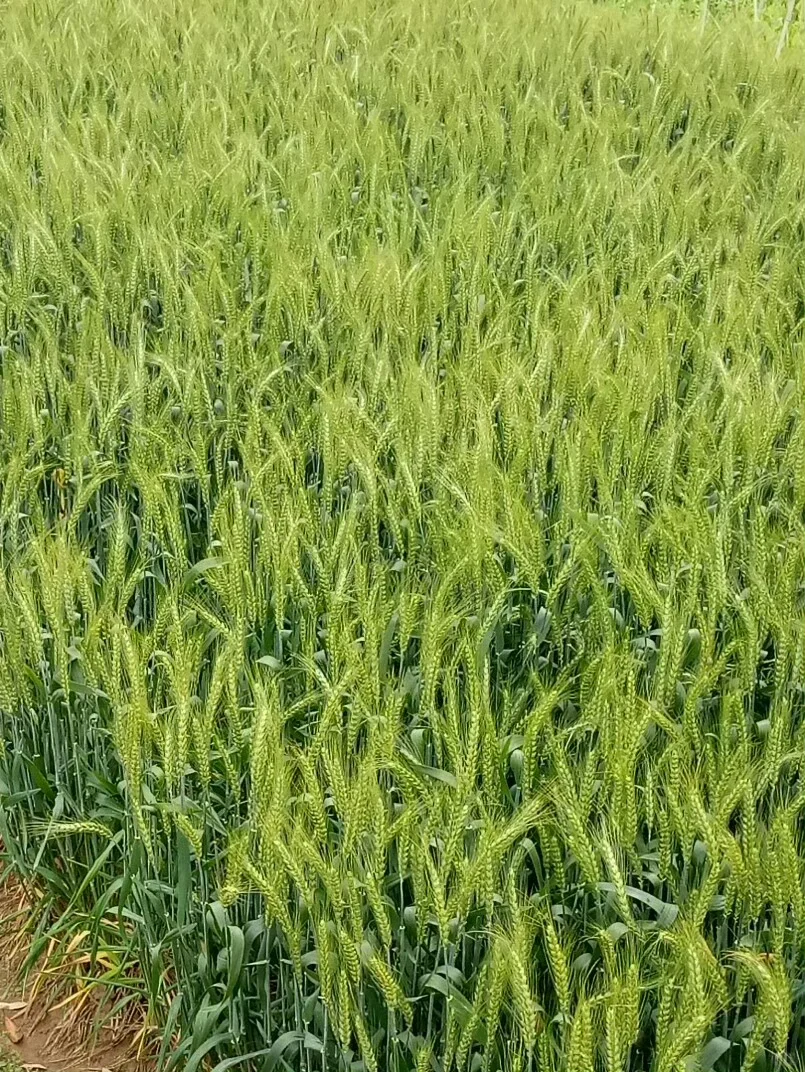 家乡的麦子开花了