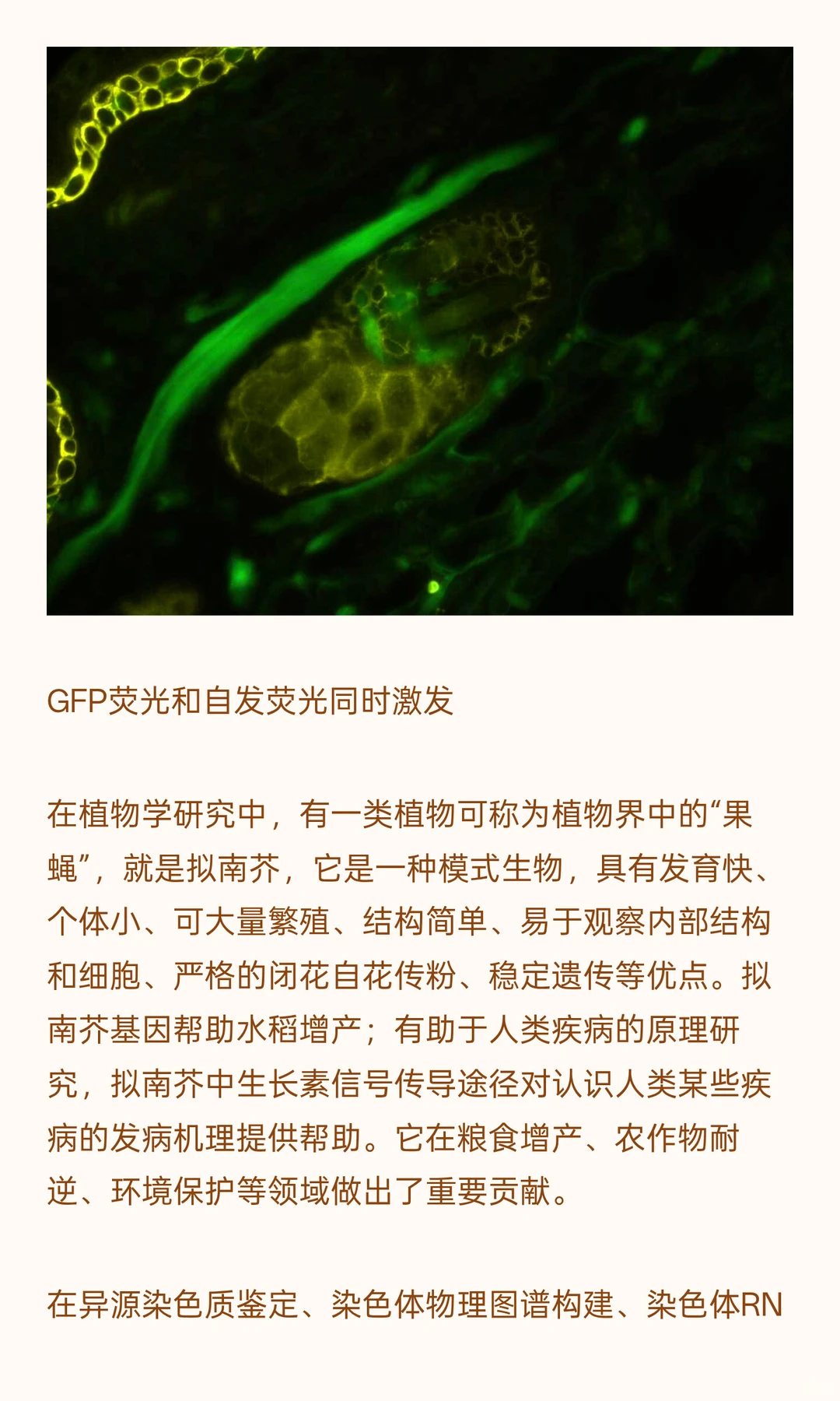 植物学研究用什么显微镜？