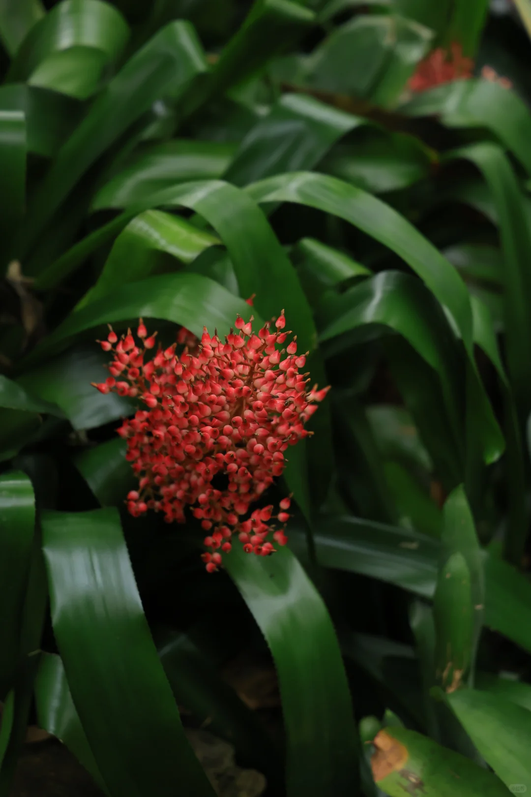 在南京中山植物园带娃邂逅初冬の浪漫