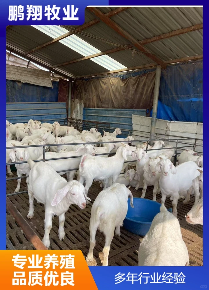 鹏翔牧业宠物羊