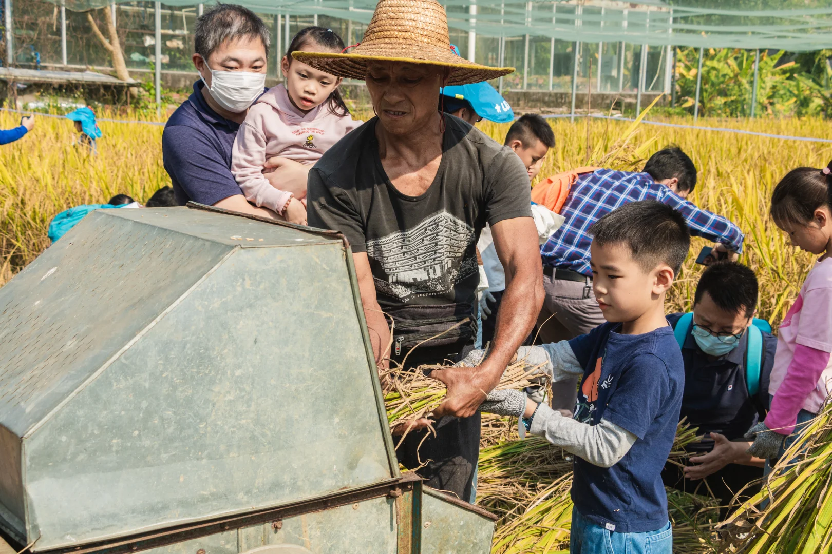 一起来割稻子吧