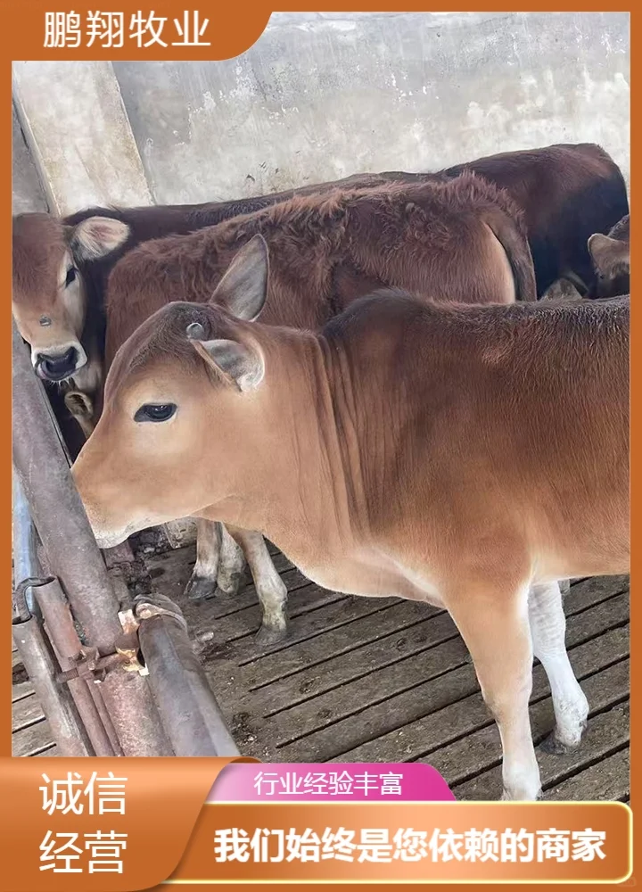 鹏翔牧业利木赞红牛