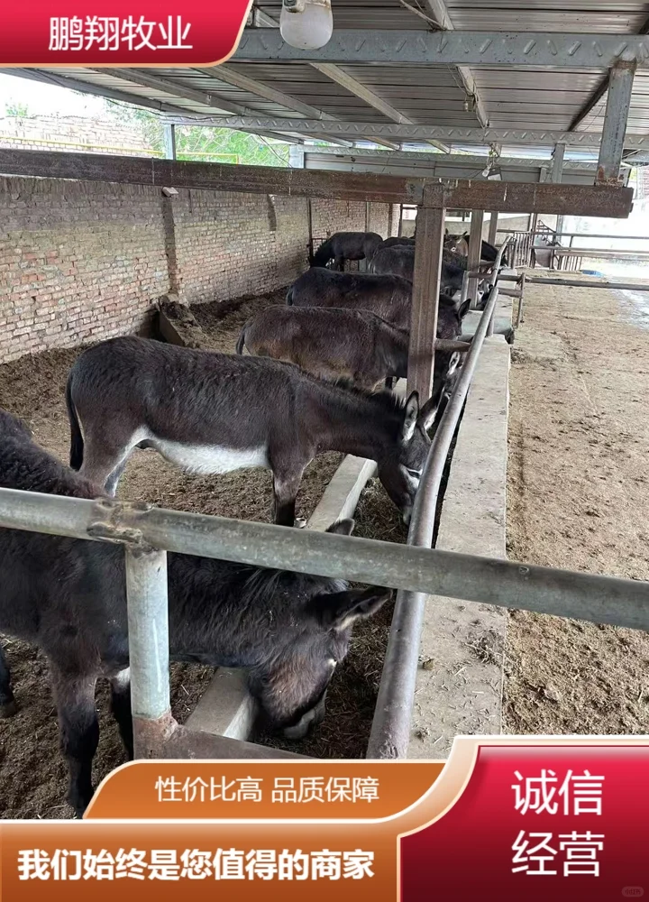 鹏翔牧业驴苗