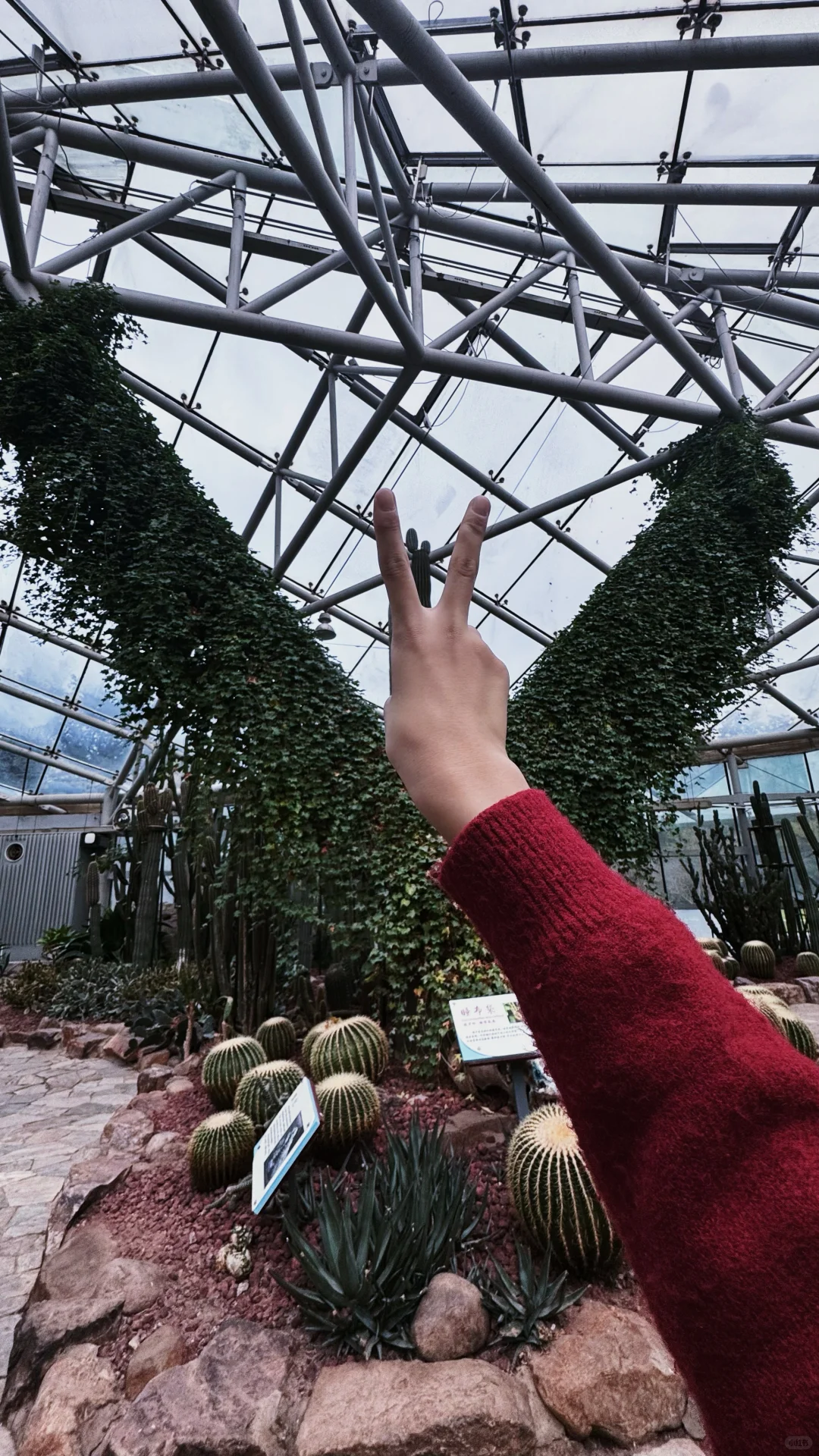 在南京中山植物园带娃邂逅初冬の浪漫