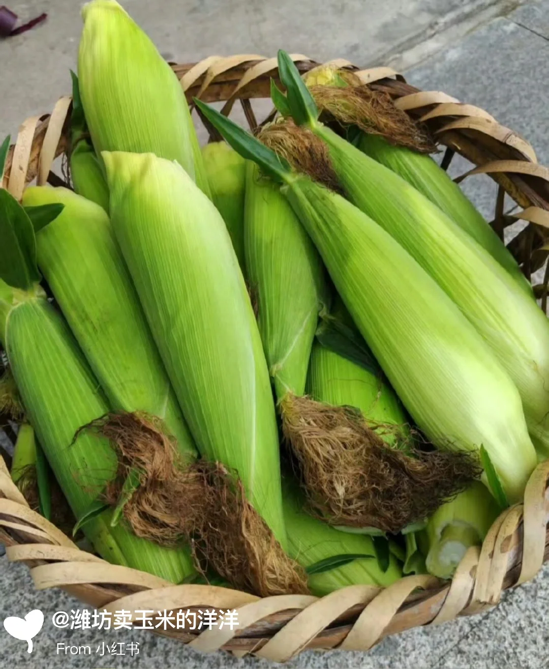 玉米有趣的冷知识，我敢说，大部分人不知道