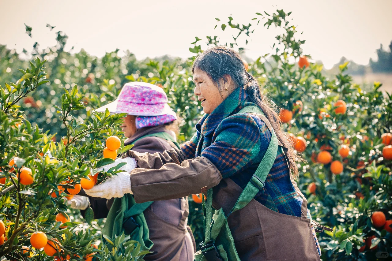 果农眼中的农夫山泉原来是这样的?
