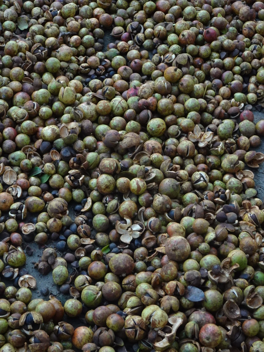 我被返乡务农的少女逗乐了