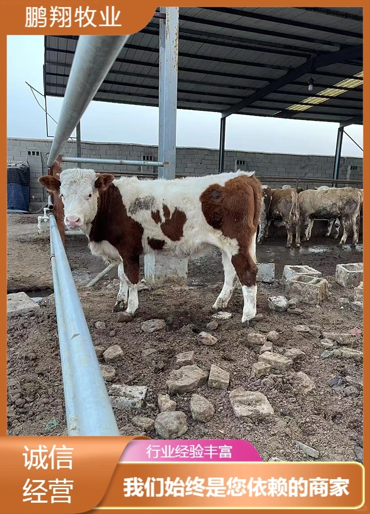 鹏翔牧业牛犊