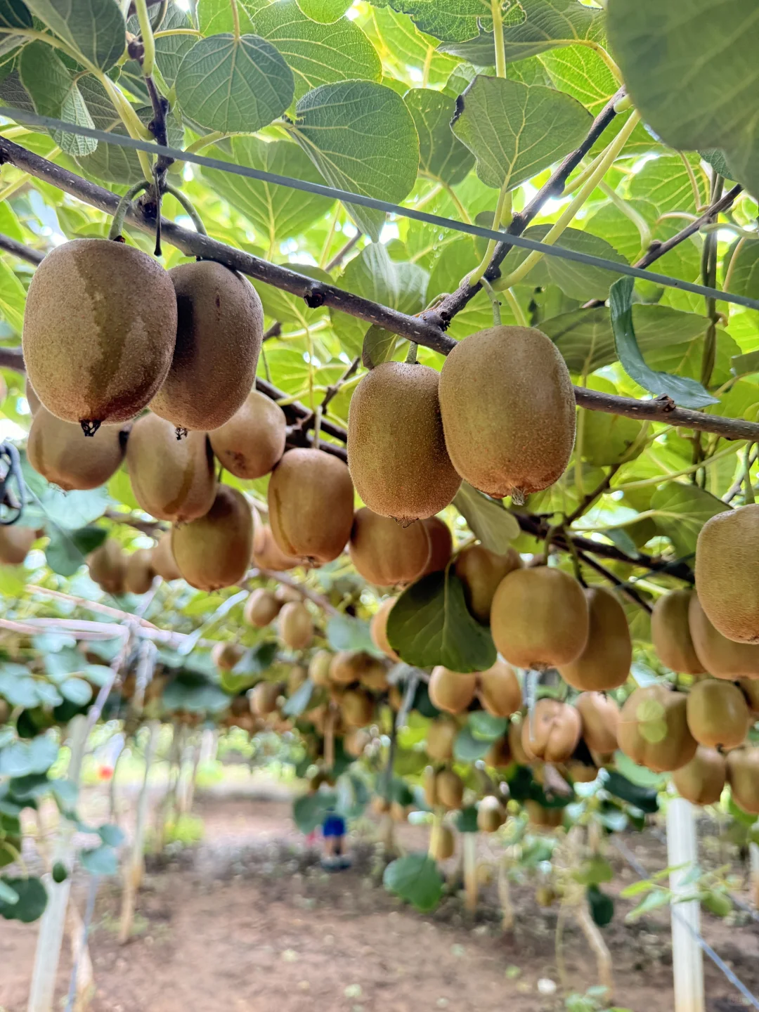 周末带娃来南山摘猕猴桃?