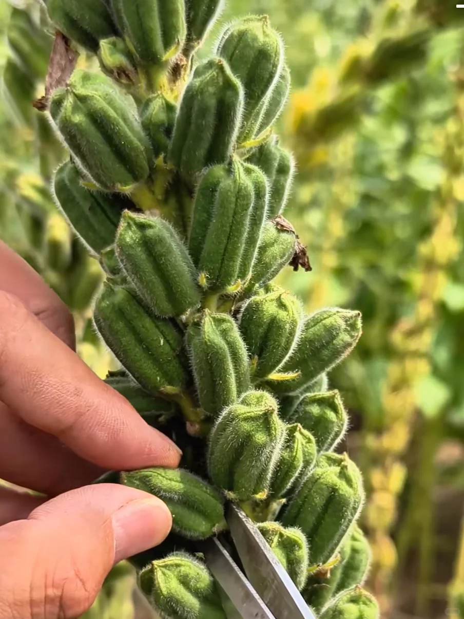 原来芝麻长这样