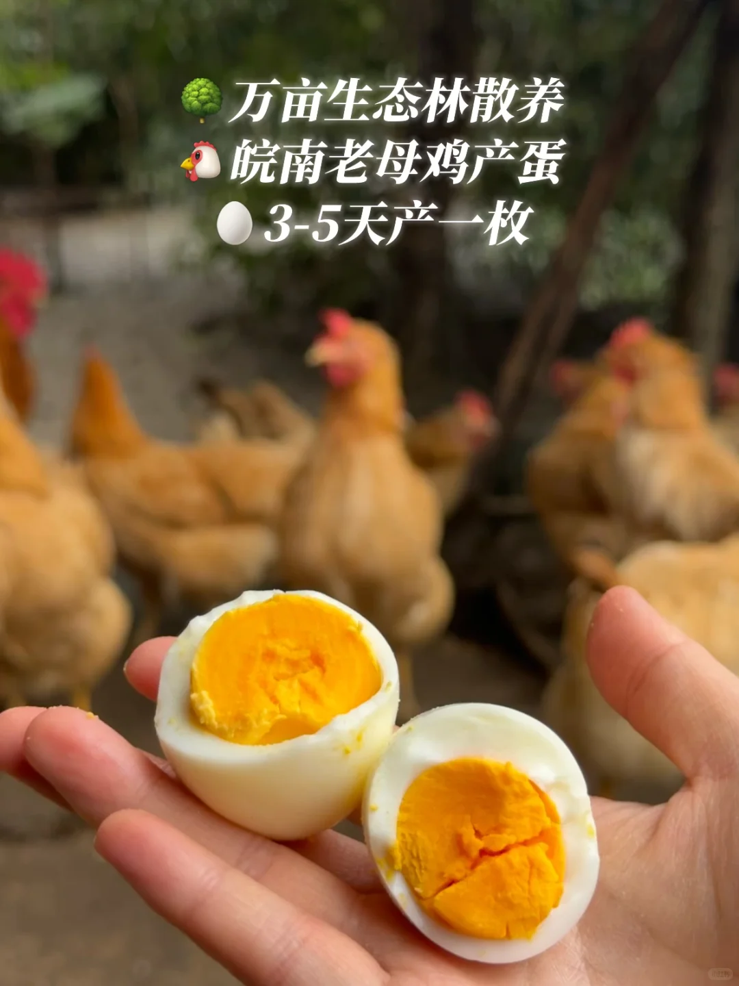别不信,就是自家万亩生态农场的土鸡蛋