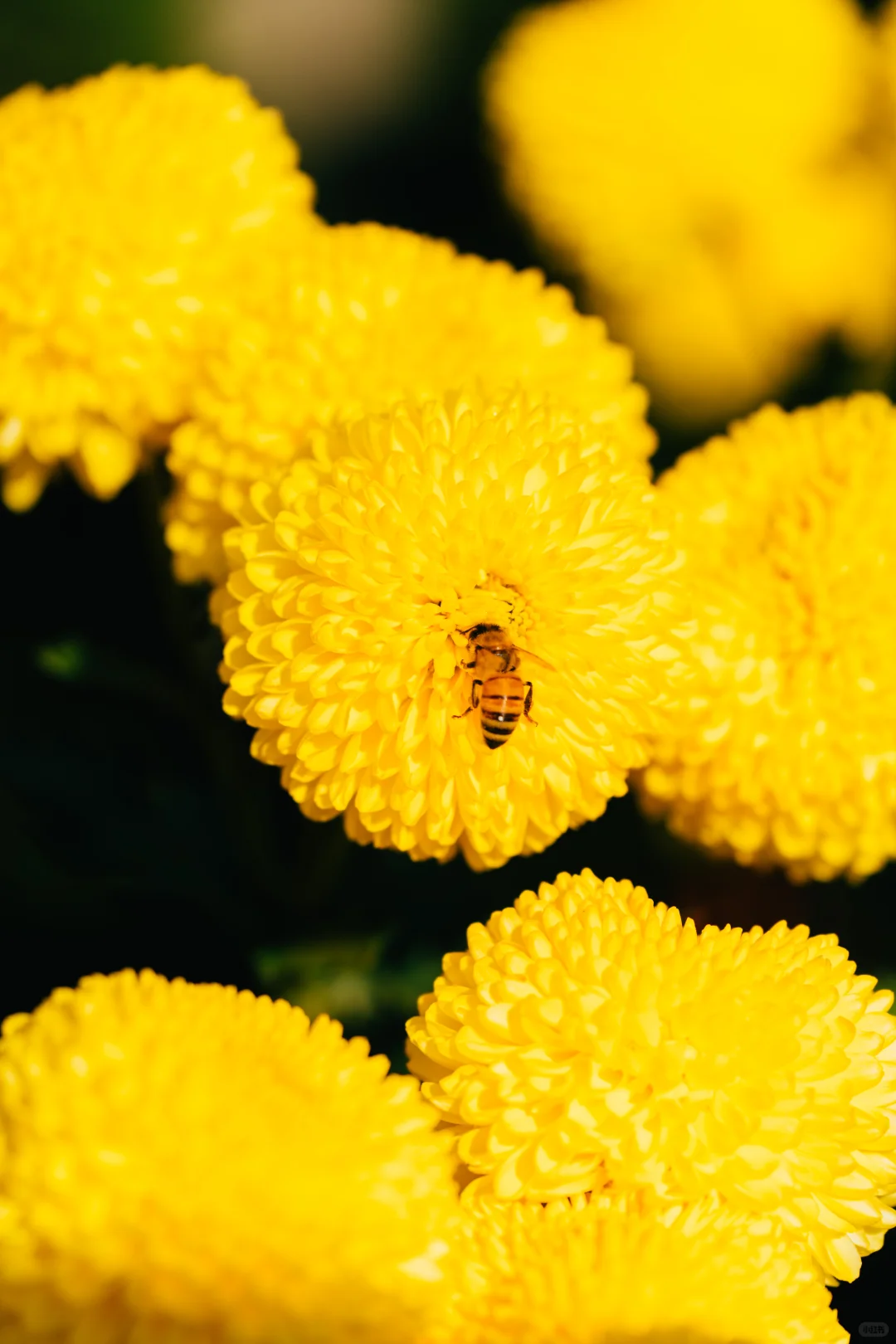 橫心岭:不是花中偏爱菊，此花开尽更无花