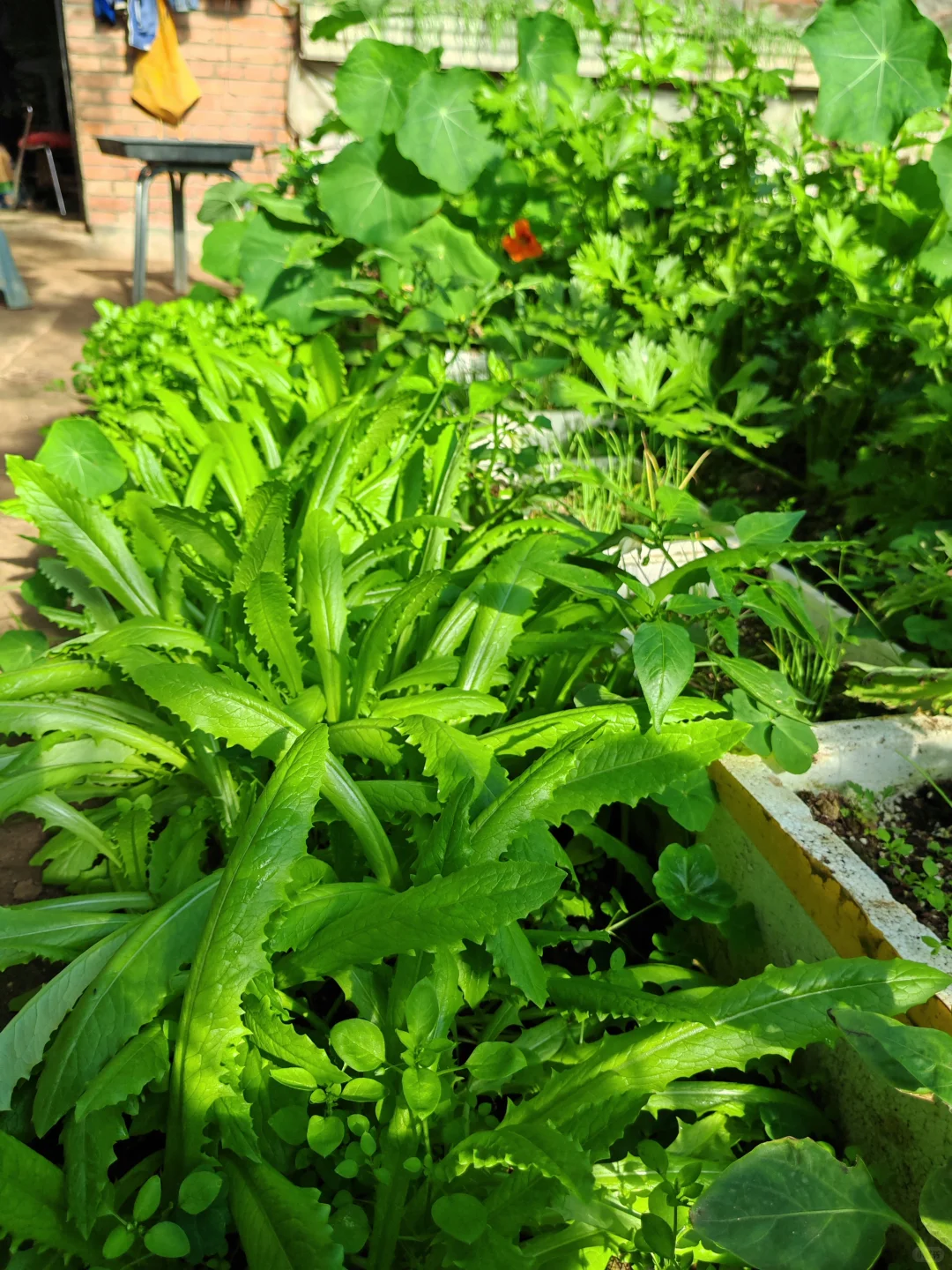 在温室大棚的感觉真的太好了!