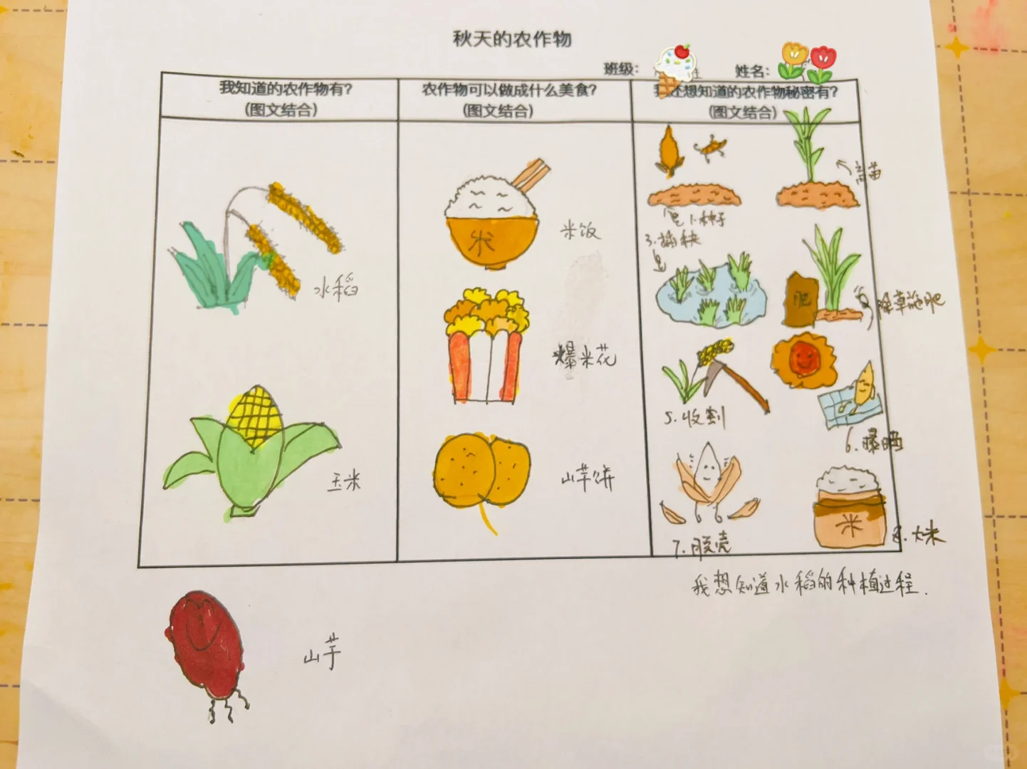 幼儿园大班_秋天的农作物