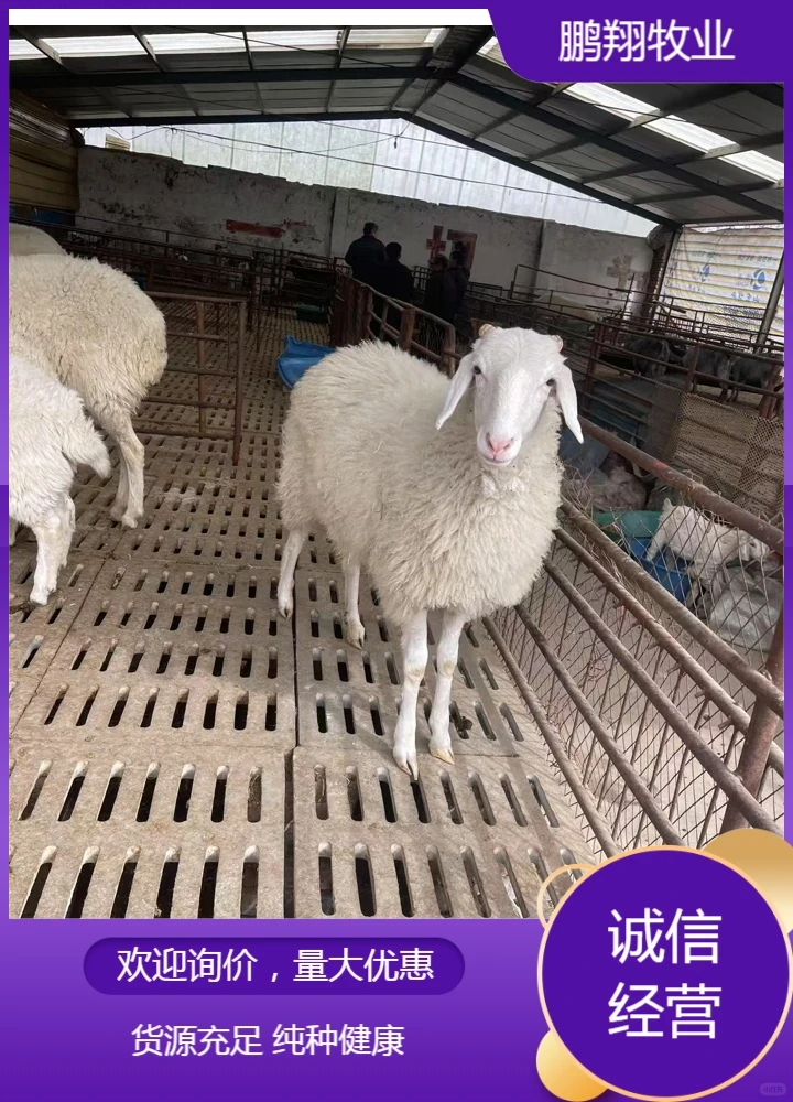 鹏翔牧业黑山羊