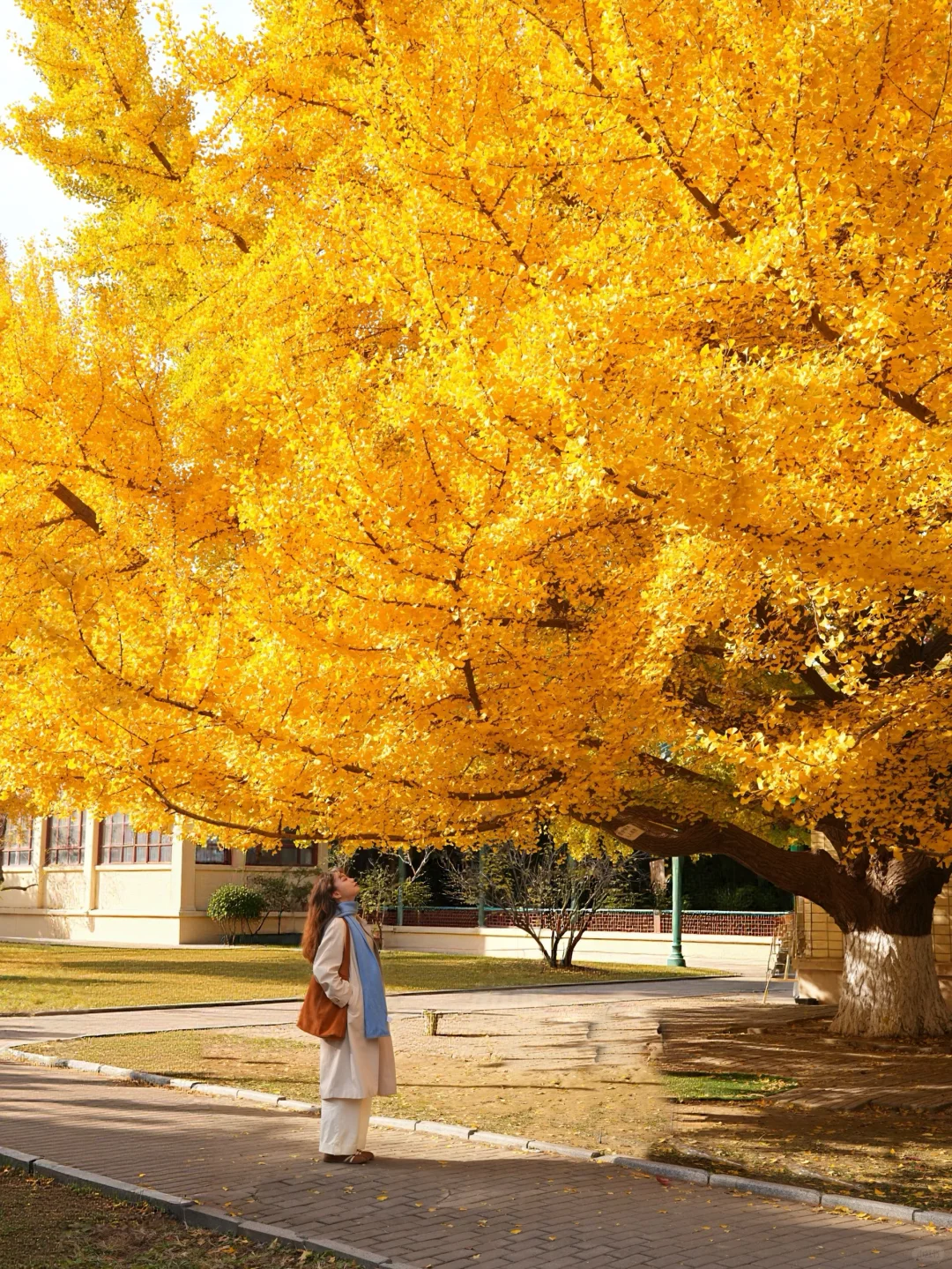 7级大风后❗️北京唯1️⃣幸存的银杏真神树!!!