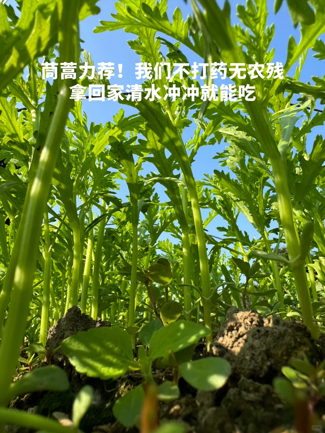 吃一些，有生命力的菜?