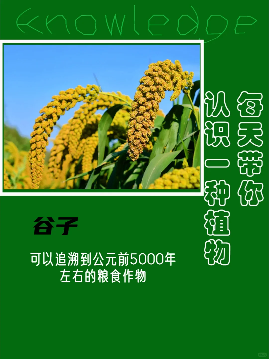 每天认识一种植物|谷子