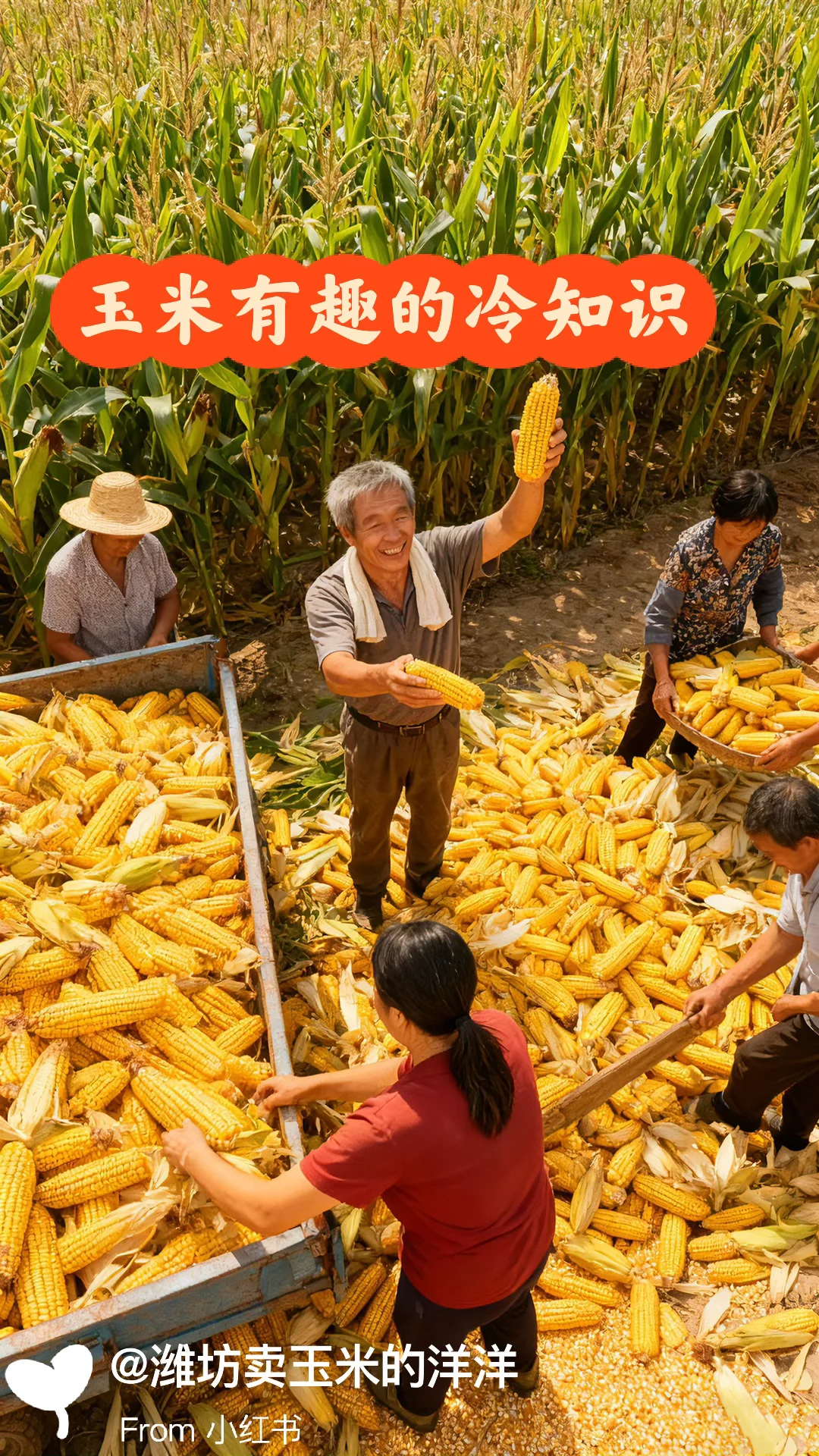 玉米有趣的冷知识，我敢说，大部分人不知道