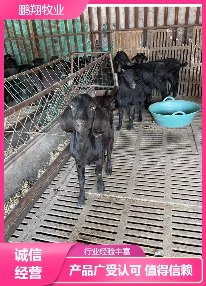 鹏翔牧业美国白山羊