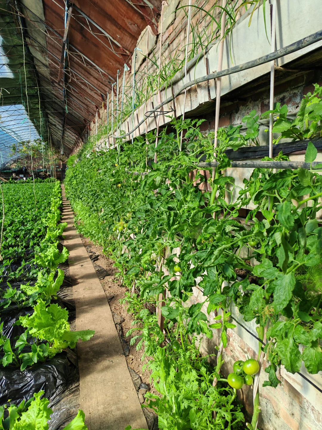 在温室大棚的感觉真的太好了!