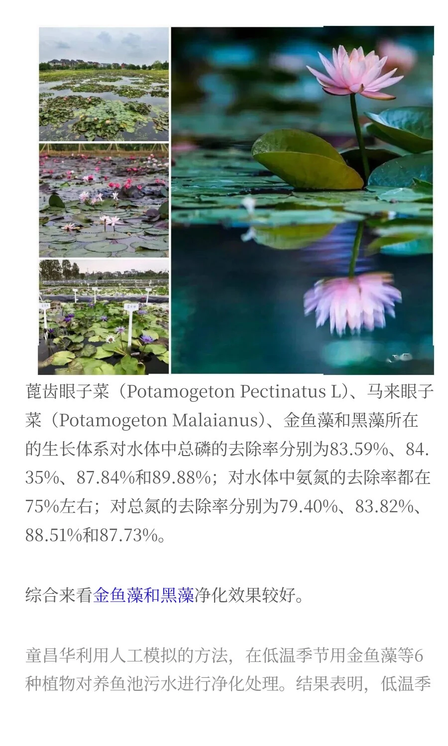 水生植物对污染水体修复的研究进展