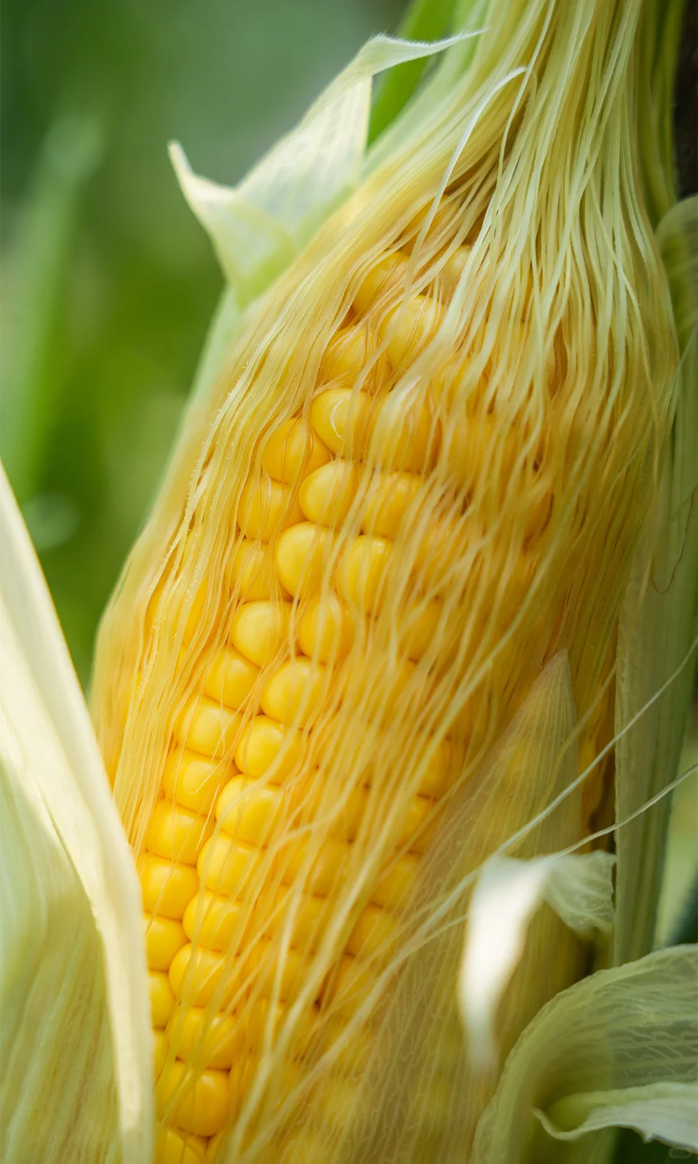 治愈能量站✨一些有生命力的玉米